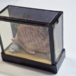 1/12th Scale Doll House Miniature, Taxidermist Case  Quality Made  TG10