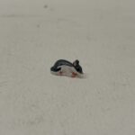 1/12th Scale, Dolls House Miniatures: Grey Mouse, PF12