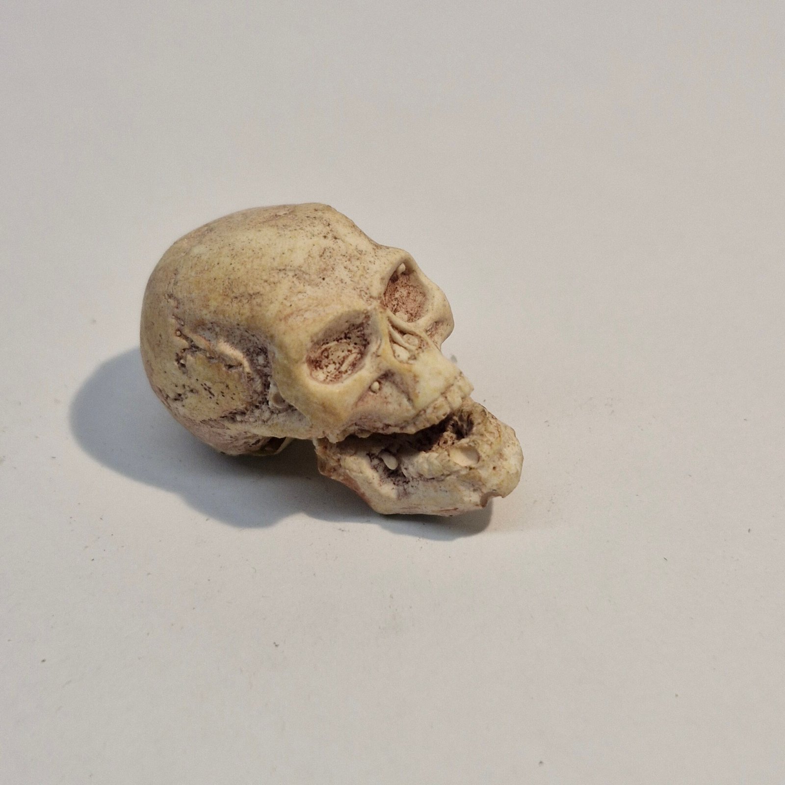 1:12th scale Dolls House Skull moving Jaw VEF43