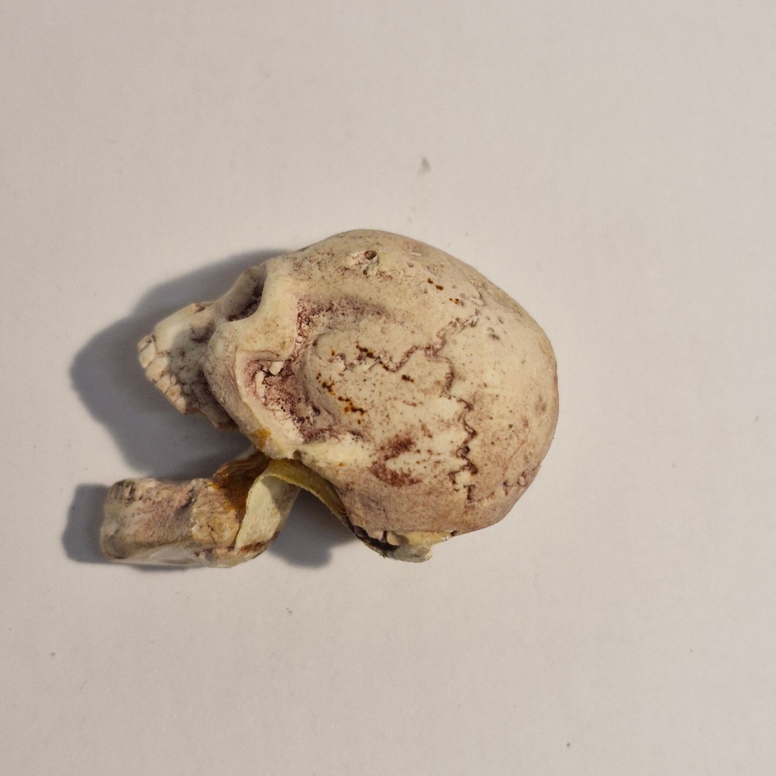 1:12th scale Dolls House Skull moving Jaw VEF43