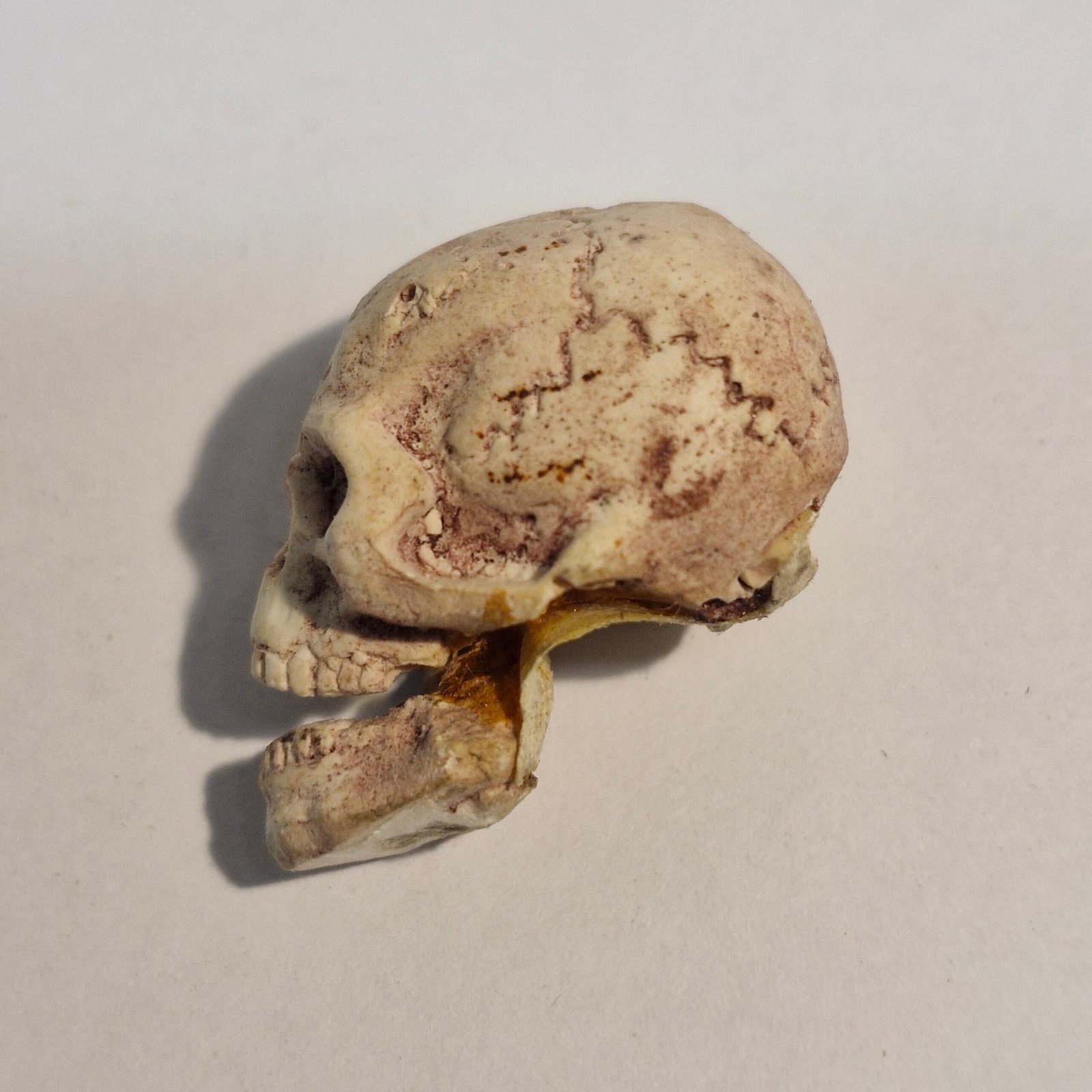 1:12th scale Dolls House Skull moving Jaw VEF43