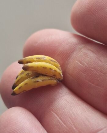12th scale Dolls House Miniature  Quality  Bunch of Bananas  RP15